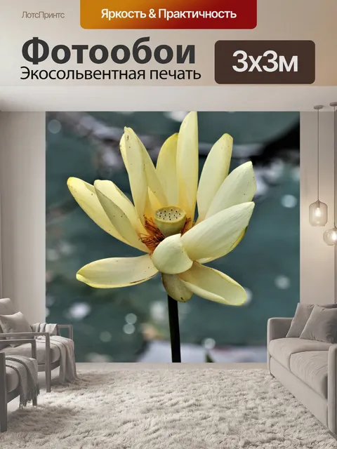 Фотообои Цветок лотоса крупным планом