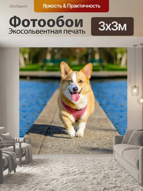 Фотообои Собака, валлийский корги