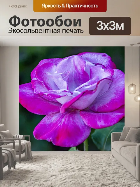 Фотообои Роза