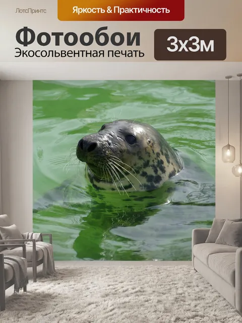 Фотообои Тюлень