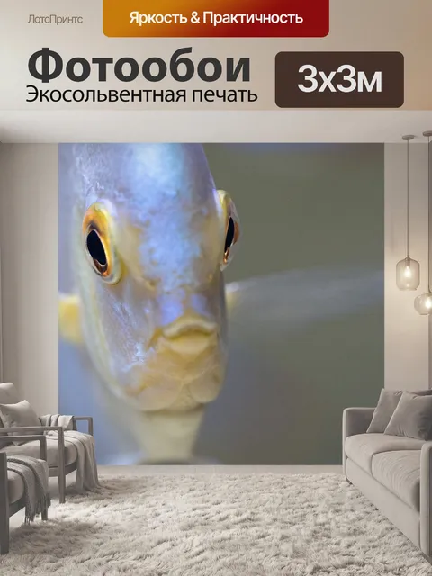 Фотообои Дискус