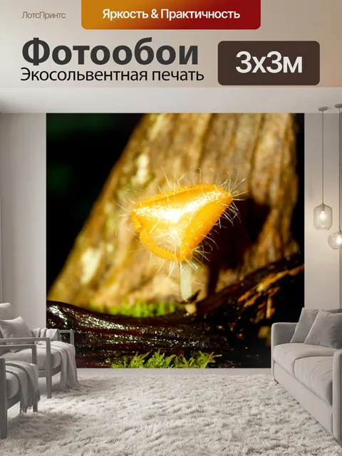 Фотообои грибы, растущие на фоне леса
