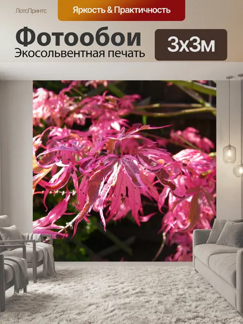Фотообои Японский клен
