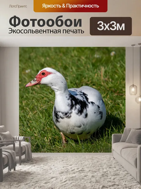 Фотообои Утка, птица, мускусная утка