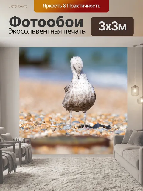 Фотообои чайка чистящие перья