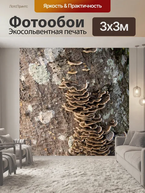 Фотообои Грибок
