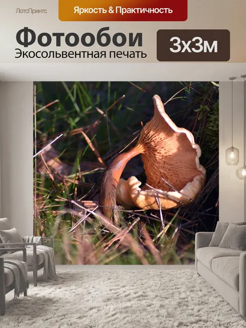 Фотообои Грибы