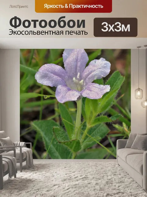 Фотообои Дикая петуния крупным планом