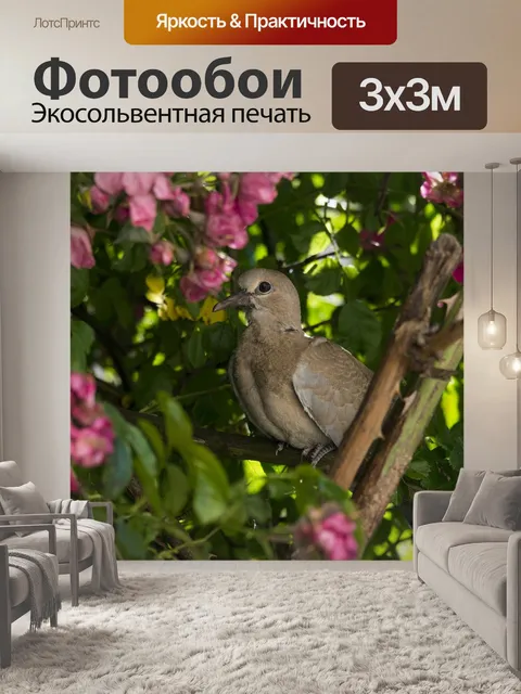 Фотообои Голубь
