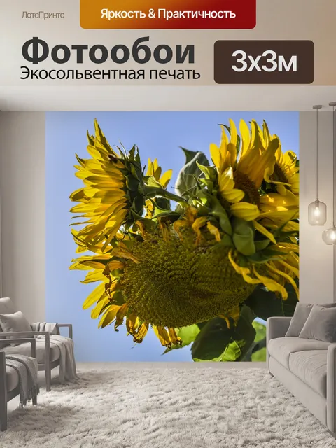 Фотообои Подсолнухи