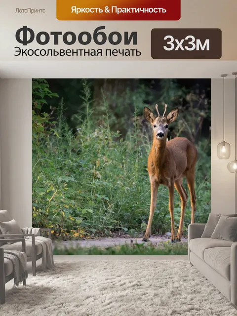 Фотообои Встреча на лесной дороге