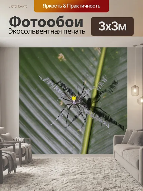 Фотообои Паук тигра Коста-Рика