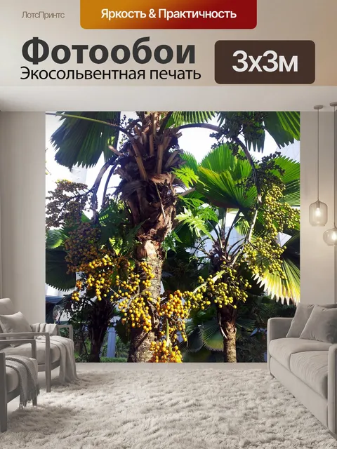 Фотообои Сердце форма плодов пальмы