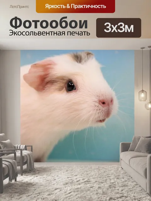 Фотообои Морская свинка