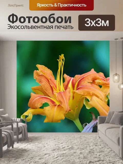 Фотообои Оранжевый лилейника