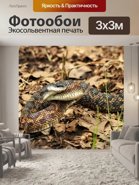 Фотообои Куриная змея крупным планом