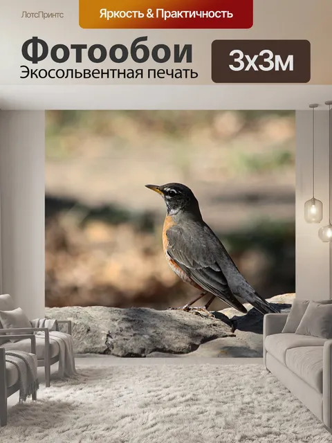 Фотообои Американский Робин Крупный план