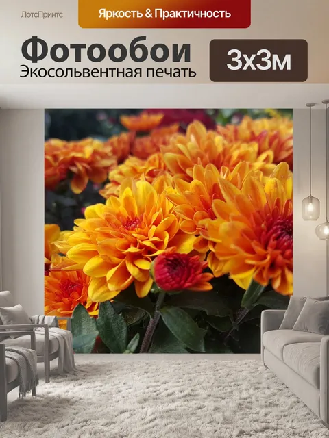 Фотообои Хризантема