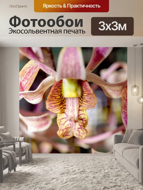 Фотообои Цветок орхидеи