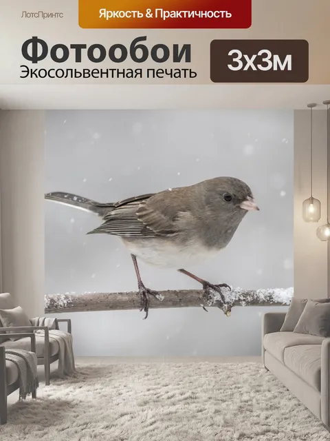 Фотообои Темноглазый юнко