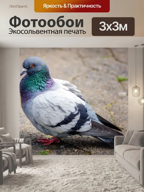 Фотообои Голубь