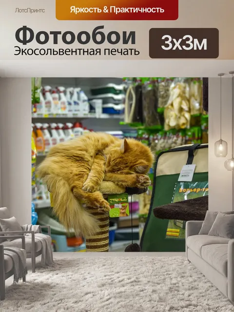 Фотообои Котик