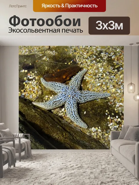 Фотообои Морская звезда