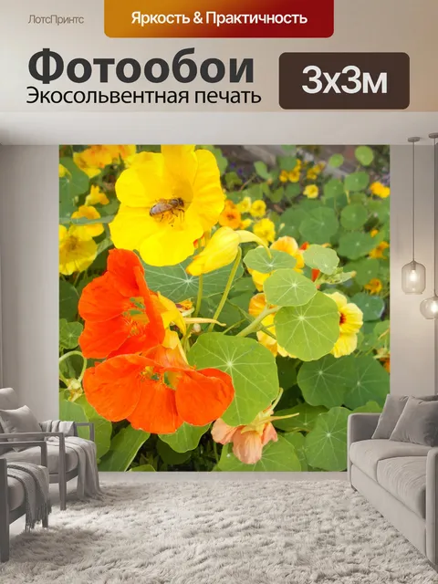 Фотообои Оранжевый и желтый настурция