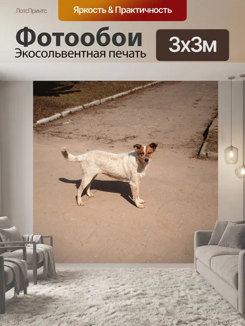 Фотообои Бездомный пёс на улице