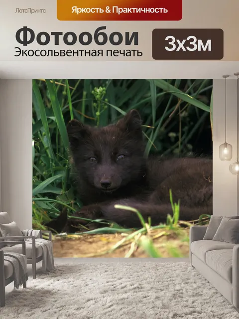 Фотообои Песец