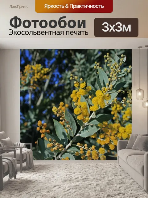 Фотообои Цветы акации