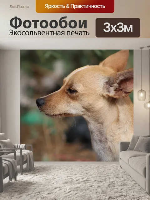 Фотообои Чихуахуа