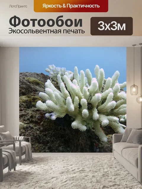 Фотообои Коралл