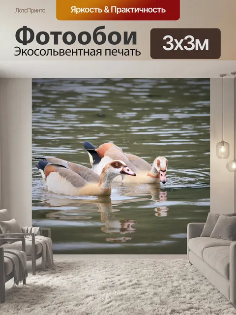 Фотообои египетские гуси плавание
