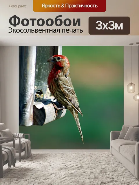 Фотообои Красный Возглавлял Дом Финч