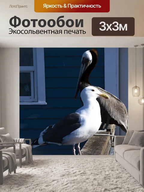 Фотообои пеликан и чайка
