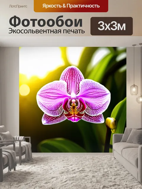 Фотообои нежное утреннее солнце освещает расцветающую орхидею