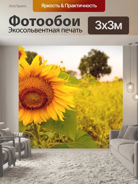 Фотообои Подсолнух осень природа цветы