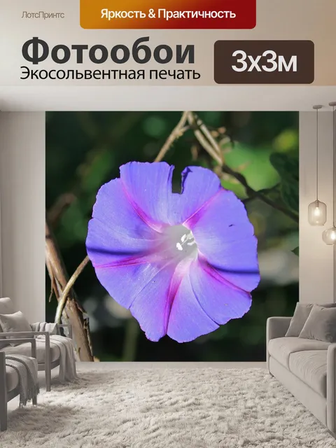 Фотообои Фиолетовый цветок ипомеи