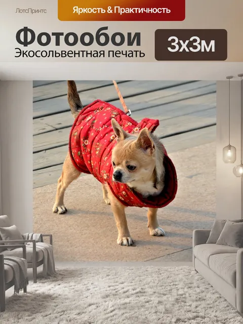 Фотообои Чихуахуа