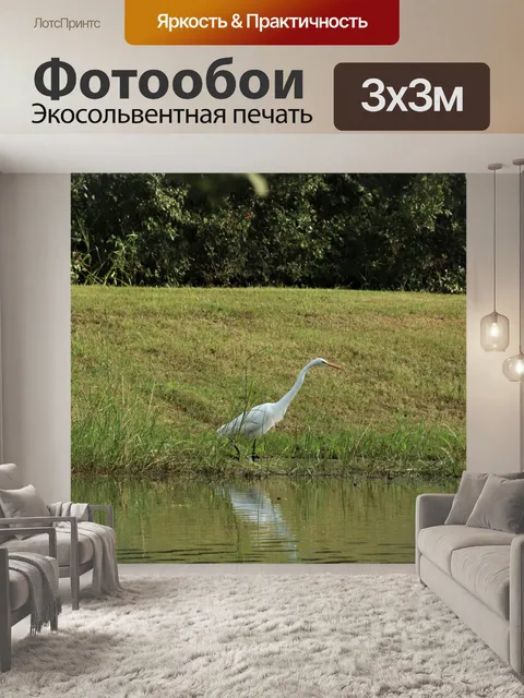 Фотообои Большая белая цапля в пруду 2