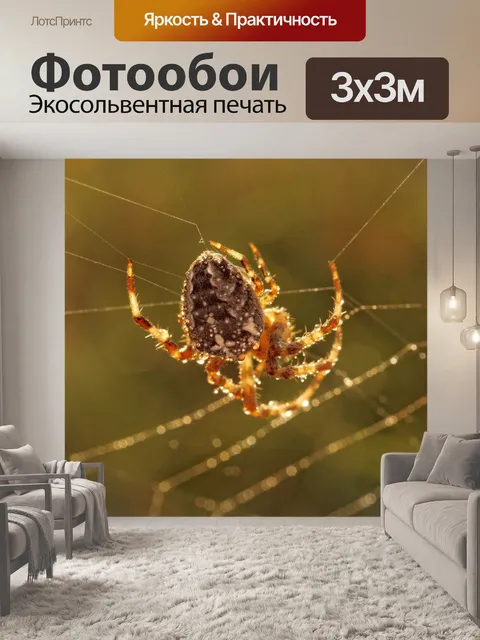 Фотообои Садовый паук Araneus паутина