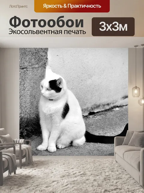 Фотообои Общий кот