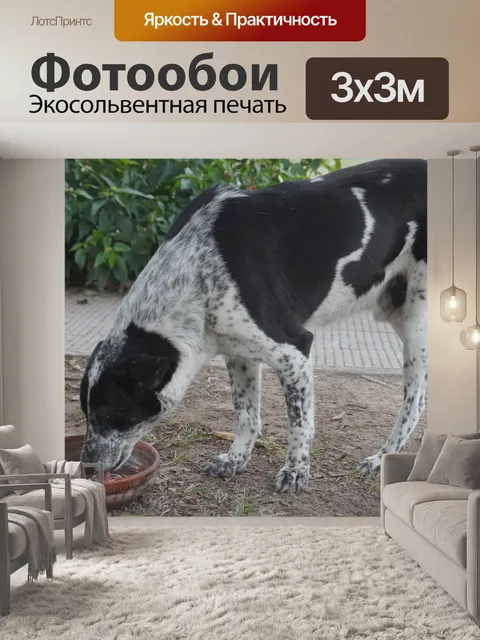 Фотообои Собака