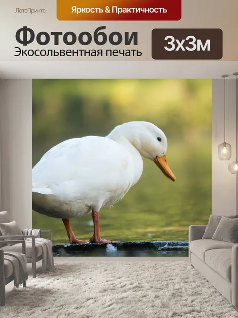 Фотообои Белая утка