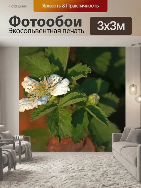 Фотообои нежный белый цветок ежевики