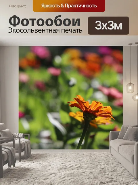 Фотообои Цинния