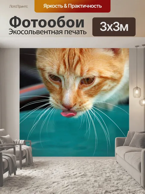 Фотообои Кот