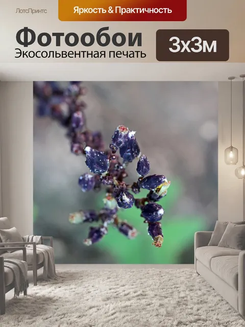 Фотообои бутоны черного базилика