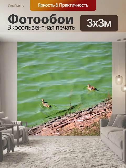 Фотообои египетские гуси на плотине воды